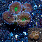 LiveAquaria® Cultured Acan Lord Coral (click for more detail)