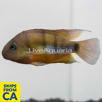 Cutter's Cichlid (click for more detail)