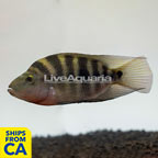 Guayas Cichlid  (click for more detail)