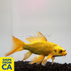 Golden Butterfly Koi  (click for more detail)
