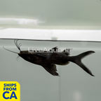 Asian Upside Down Catfish (click for more detail)