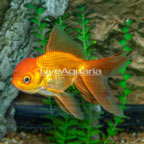 Orange Oranda Goldfish (click for more detail)
