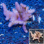 Devil's Hand Leather Coral Vietnam (click for more detail)
