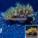 Devil's Hand Leather Coral Indonesia (click for more detail)