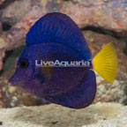 Purple Tang (click for more detail)