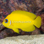 Lemon Peel Angelfish (click for more detail)