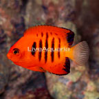 Flame Angelfish (click for more detail)