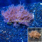 Waving Hand Coral Vietnam (click for more detail)