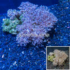 Xenia Coral Indonesia (click for more detail)