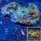 Zoanthus Coral Vietnam (click for more detail)