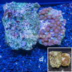 Zoanthus Coral Vietnam (click for more detail)