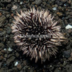 Rock Boring Urchin (click for more detail)