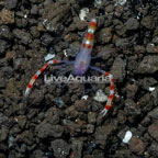 Coral Banded Shrimp, Blue (click for more detail)