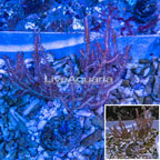 Pink Gorgonian Coral (click for more detail)
