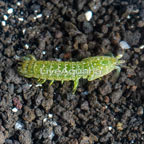 Green Mantis Shrimp (click for more detail)