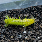 Green Mantis Shrimp (click for more detail)