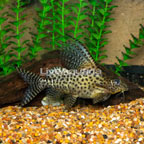 Synodontis Eupterus Catfish (click for more detail)