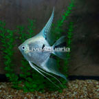Panda Angelfish (click for more detail)