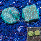 LiveAquaria® Two Pack Cultured Leptoseris Coral (click for more detail)
