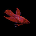Red Roundtail Betta, Female (click for more detail)