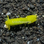 Green Mantis Shrimp (click for more detail)
