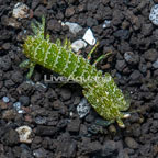 Green Mantis Shrimp (click for more detail)