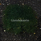 USA Cultured Chaetomorpha Algae (click for more detail)