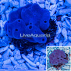 Blue Sponge EXPERT ONLY (click for more detail)