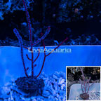Yellow Polyp Red Sea Fan EXPERT ONLY (click for more detail)