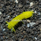 Green Mantis Shrimp (click for more detail)