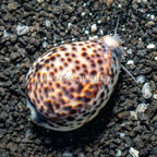 Cowrie Tiger Snail (click for more detail)