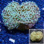 Hammer Coral Indonesia (click for more detail)