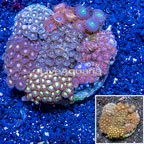 Zoanthus Coral Indonesia (click for more detail)