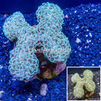 Hammer Coral Indonesia (click for more detail)