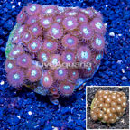 Zoanthus Coral Indonesia (click for more detail)