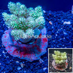 Pineapple Tree Coral Indonesia (click for more detail)