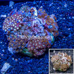 Zoanthus Coral Indonesia (click for more detail)