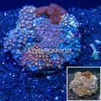 Zoanthus Coral Indonesia (click for more detail)