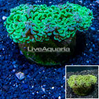 Hammer Coral Indonesia (click for more detail)