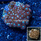 Zoanthus Coral Indonesia (click for more detail)