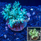 Sinularia Leather Coral Indonesia (click for more detail)