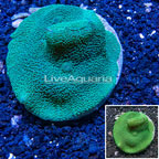 Rhodactis Mushroom Rock Indonesia (click for more detail)