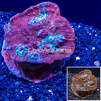 Ultra Chalice Coral Indonesia (click for more detail)