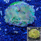 Green Cabbage Leather Coral Indonesia (click for more detail)