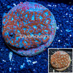 Acan Lord Coral Indonesia (click for more detail)
