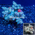 Pineapple Tree Coral Indonesia (click for more detail)
