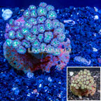 Blastomussa Coral Indonesia (click for more detail)
