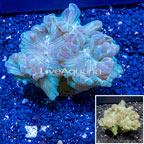 Fox Coral Indonesia (click for more detail)