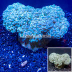 Pearl Bubble Coral Indonesia (click for more detail)