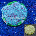 Goniastrea Brain Coral Indonesia (click for more detail)